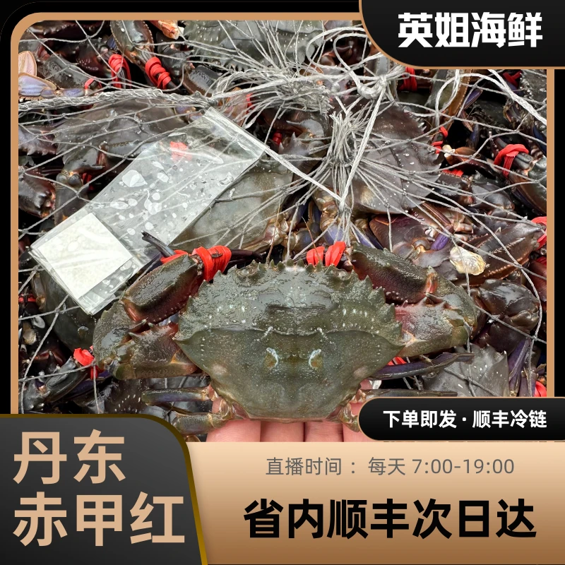 大赤甲红三斤十个以内仅限东三省主城区拍1只3两左右【保鲜不保活】