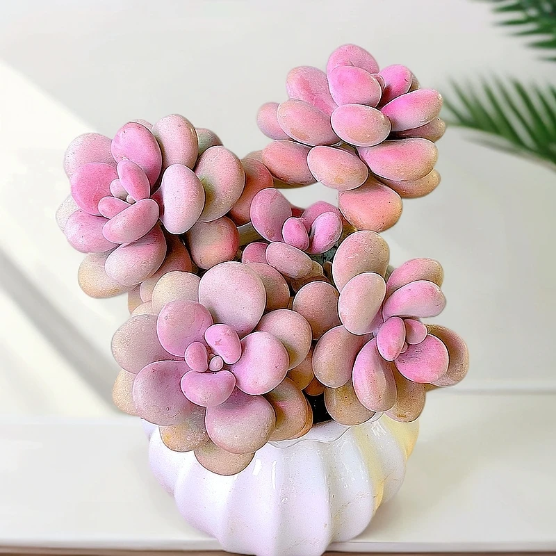 米淇家的亚美粉桃蛋多肉植物【脱土】