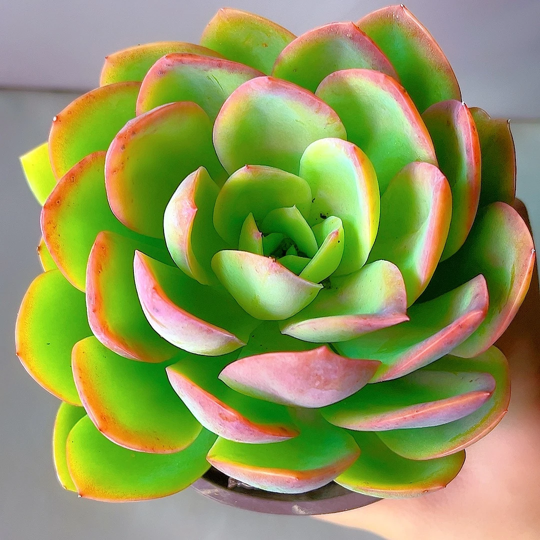 米淇家精品绮罗多肉植物脱土发货