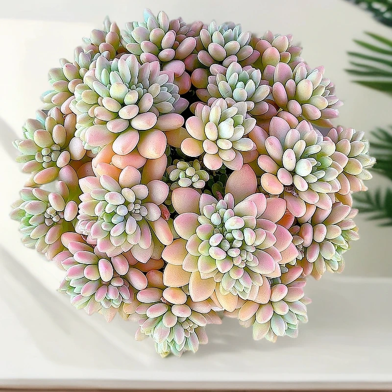 米淇家精美鱼子酱多肉植物脱土发