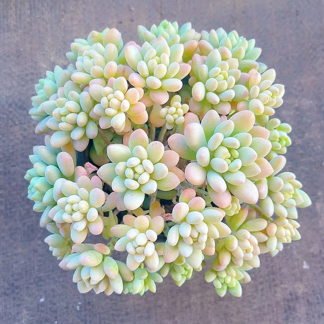 萌萌的鱼子酱多肉植物带盆