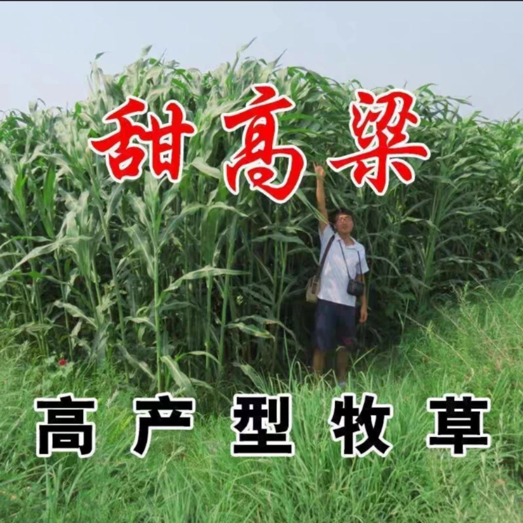 高产四季青甜高梁半亩3斤