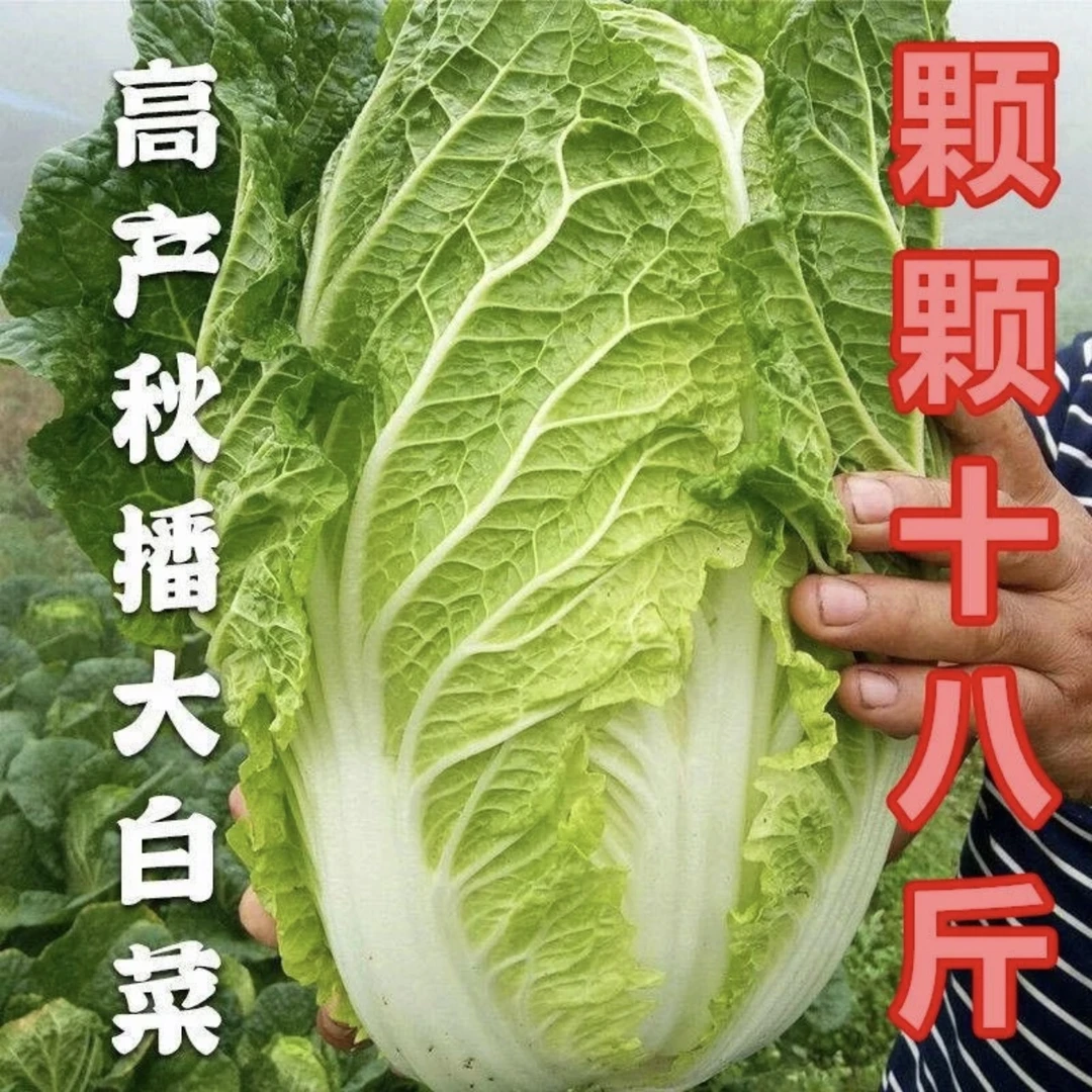 (拍2发3)颗颗十八斤大白菜种子高产耐寒抗病四季播种秋冬北方蔬菜
