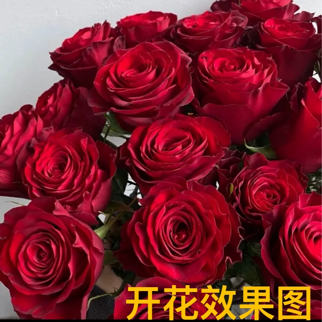 曼【红丝绒】多季节开花花苞发货阳台庭院栽种可盆栽可地栽