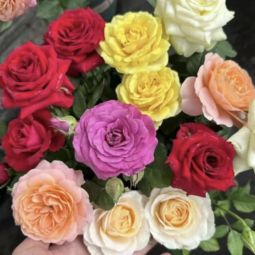 曼【混色】+【艾莎 强笋发货】季节开花花苞发货阳台栽种可盆栽可地栽