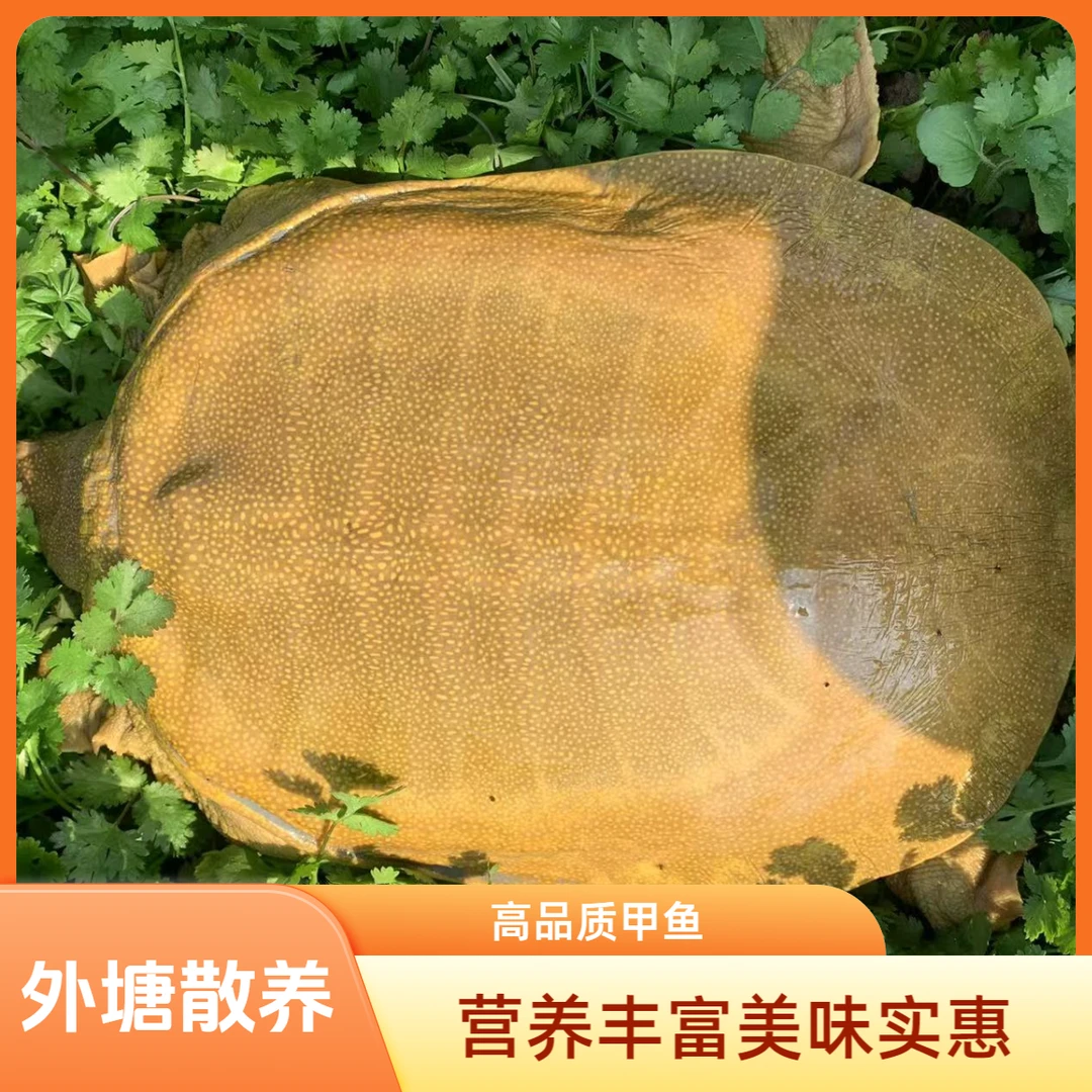 （直播间专用链接一物一拍）鲜活甲鱼团鱼外塘王八河鲜水产外塘散养