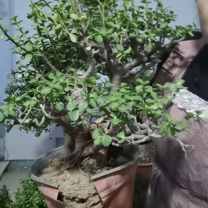 金枝玉叶金枝玉叶金枝玉叶金枝玉叶金枝玉叶