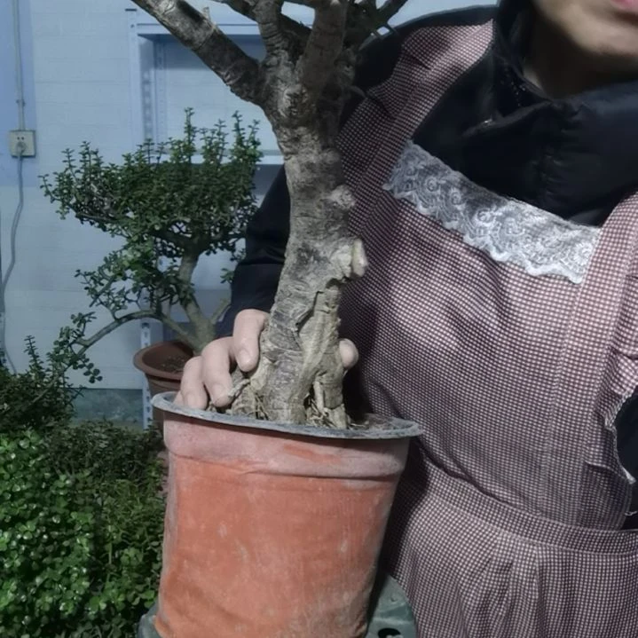 金枝玉叶金枝玉叶金枝玉叶金枝玉叶