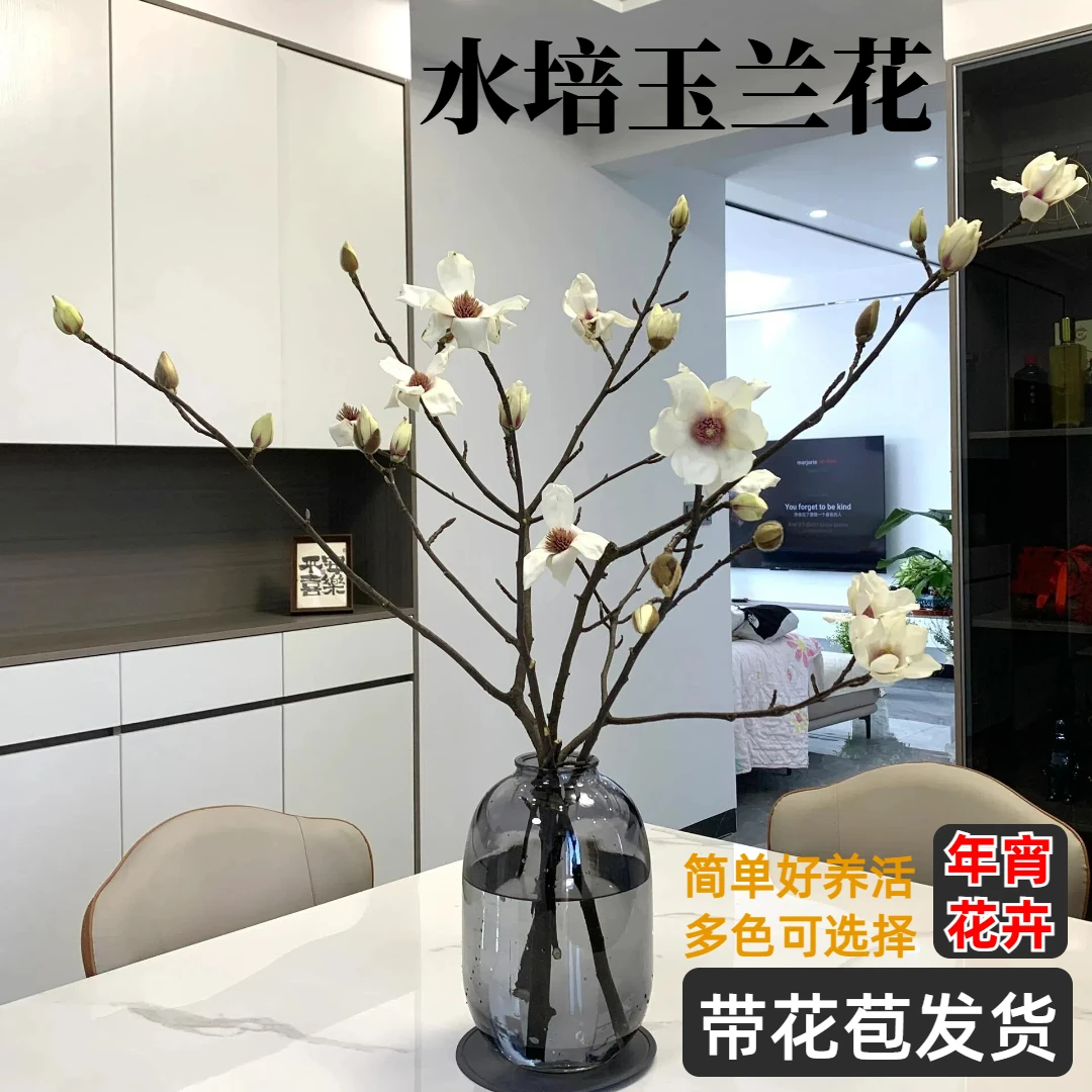 【新国风】玉兰花干枝水养开花带花苞发货高档绿植鲜花客厅海妈家花