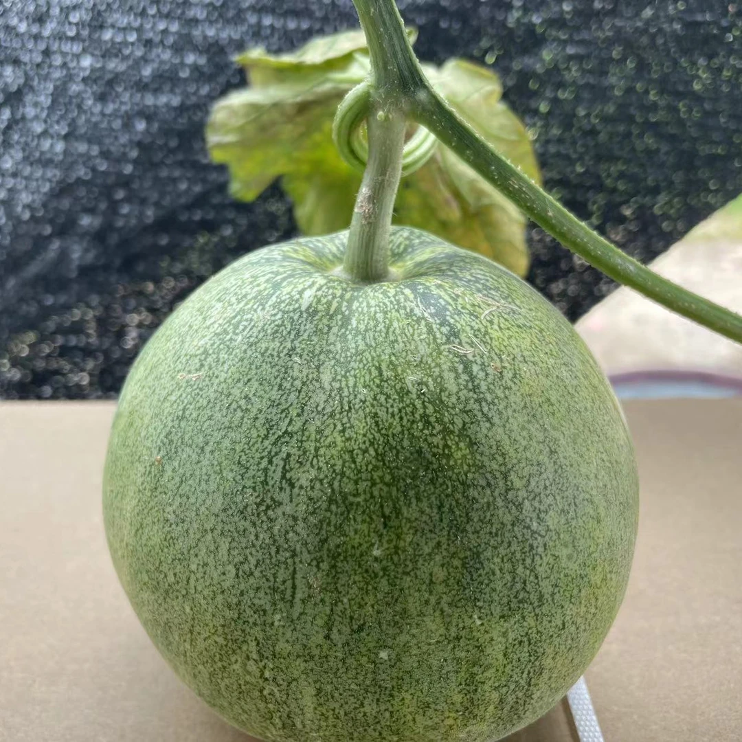 南汇本地绿宝石甜瓜 小时候的味道 满屋果香