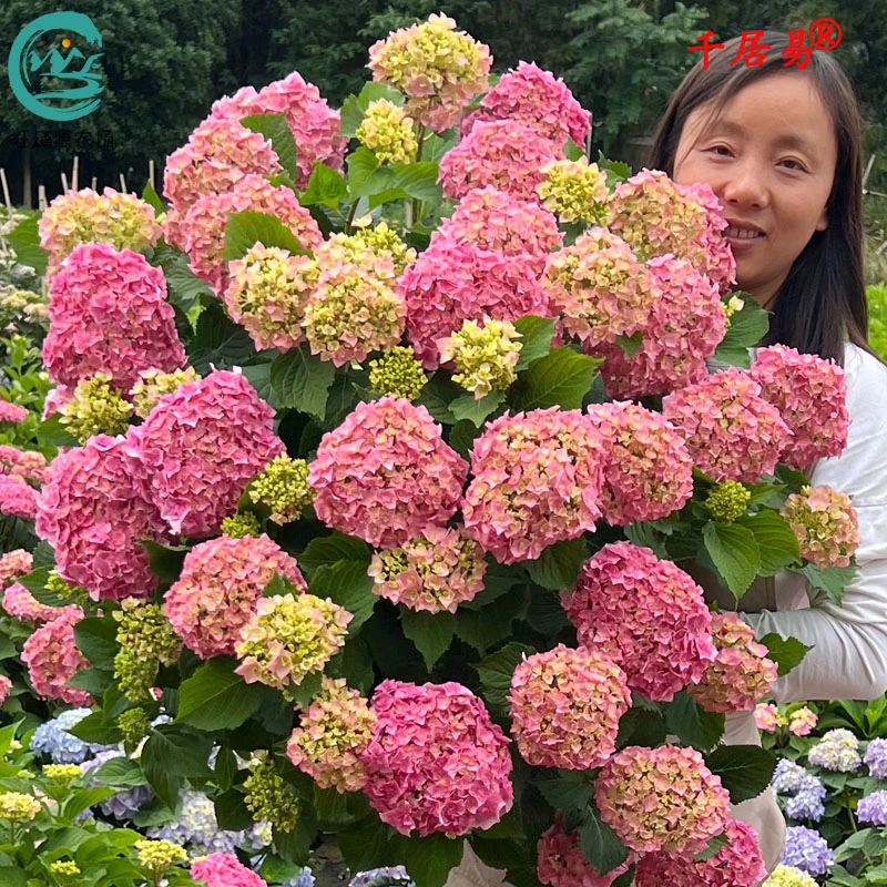 绣球大花魔幻无尽夏万华镜落逃跑新娘盆栽地栽阳台庭院花园旺蜂源