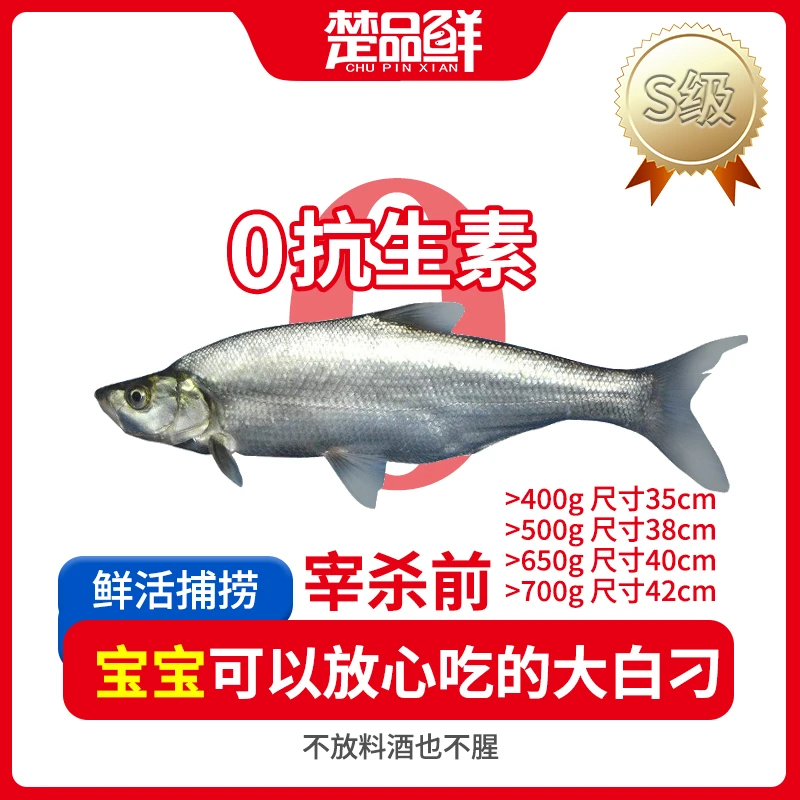 活鱼大白刁（适合清蒸）宰杀前600g起净重不低于400g无土腥有调味