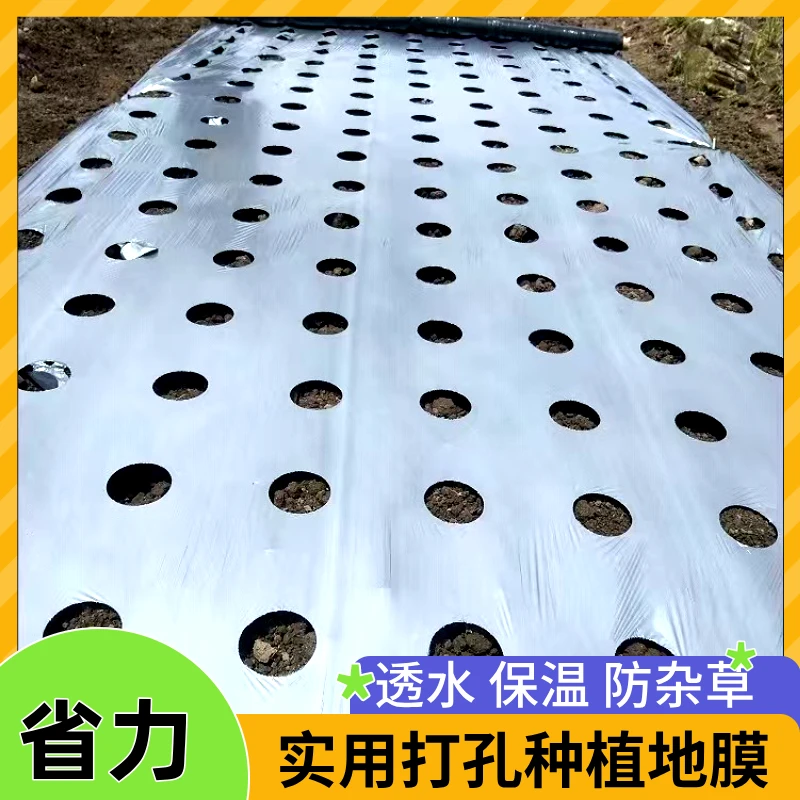 打孔地膜有孔银黑玉米蔬菜药材莴笋羊肚菌地膜地膜农用薄膜