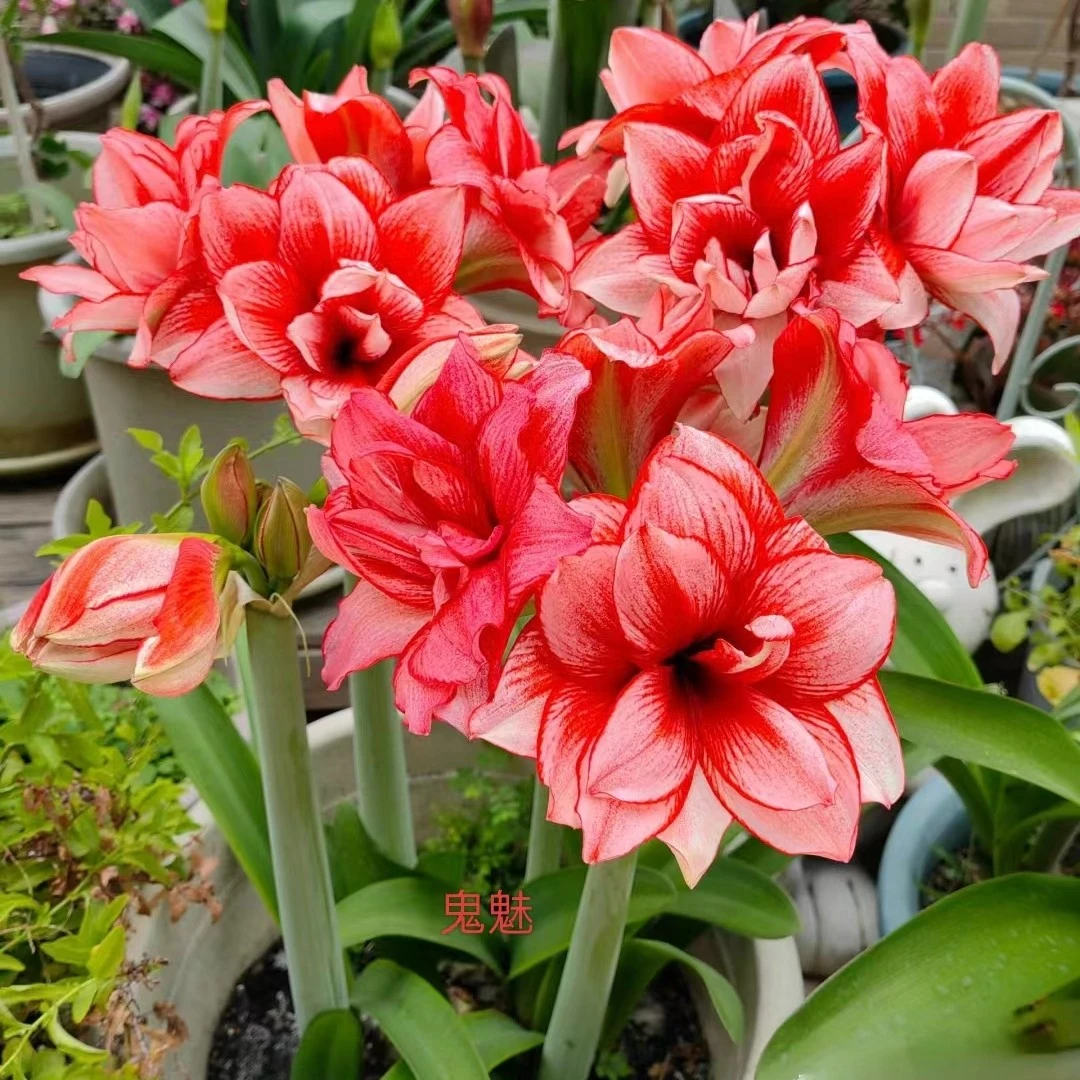 国内繁殖进口朱顶红种球【鬼魅】送肥料