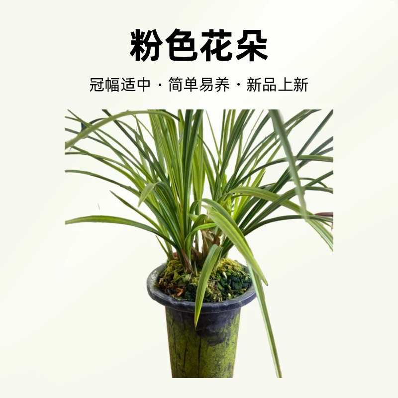 兰花（专用链接）勿拍