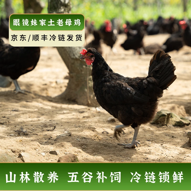 （两只）眼镜妹家黑脚散养老母鸡农家散养土鸡纯粮走地鸡冷链保鲜