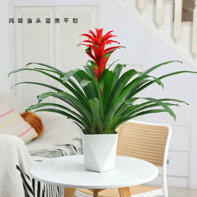 【乔迁送礼】鸿运当头盆栽红星室内前台好养办公室客厅绿植花卉年宵