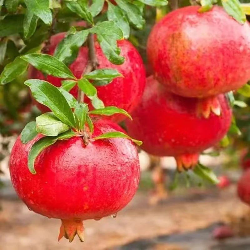 石榴树苗直播间一物一拍