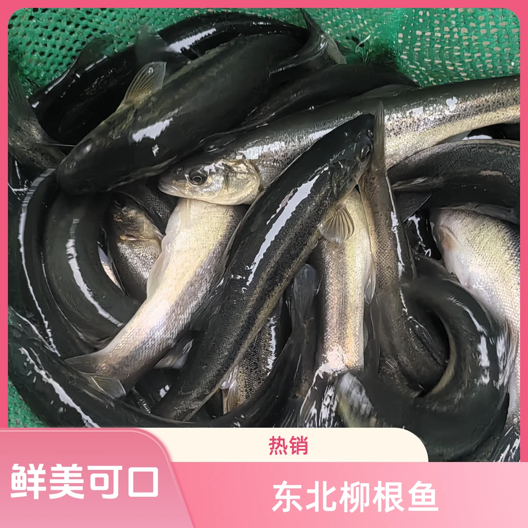 东北特产大柳根冷水鱼柳根子鲜活速冻柳根鱼