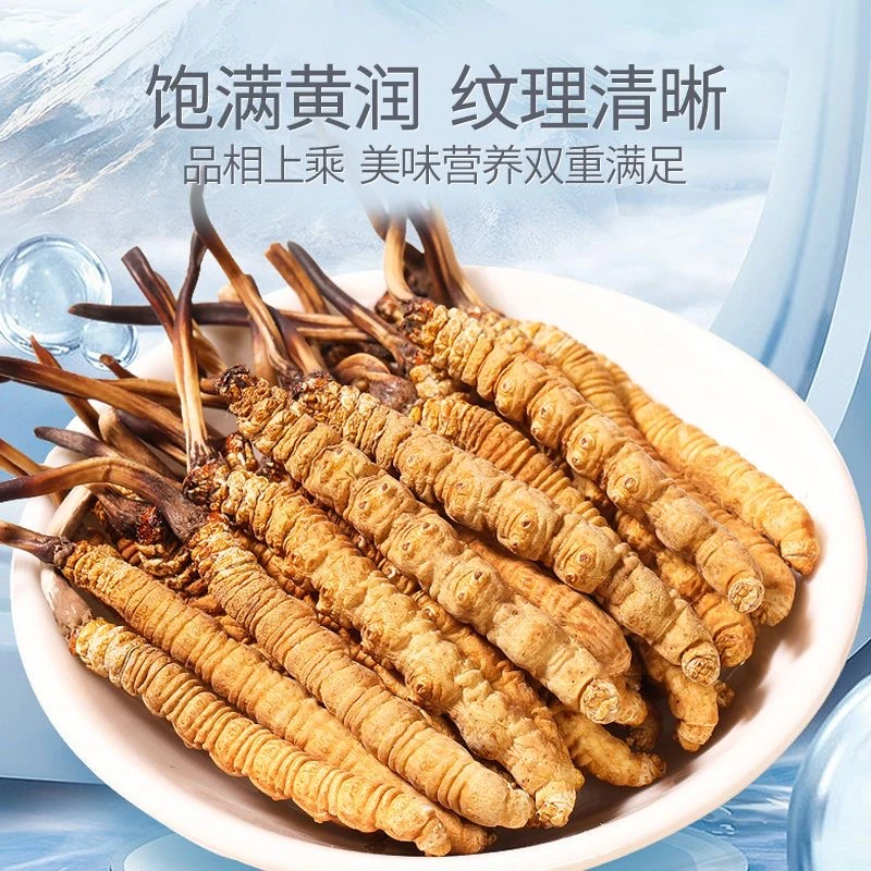 西藏那曲干草4根/克100根高品质滋补 2024年头期头茬干冬虫夏草