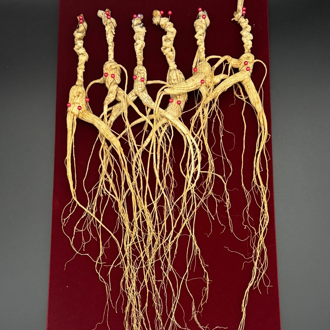 长白山林下干参单颗泡酒煲汤打粉送礼