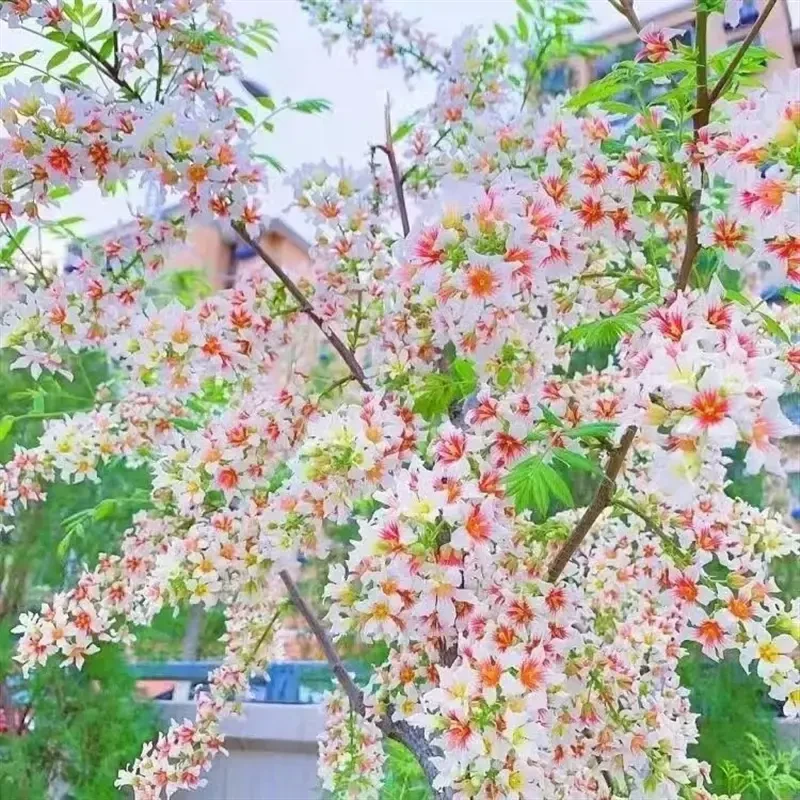 文冠花状元花树苗新品花卉苗浓香型状元花室内外阳台庭院盆景耐寒