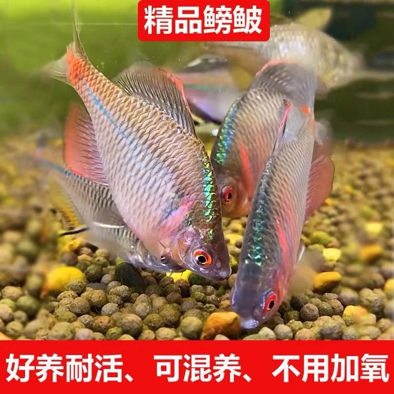 好养淡水观赏鳑鲏鱼七彩石旁皮除藻冷水鱼活体小型鱼苗原生群游鱼