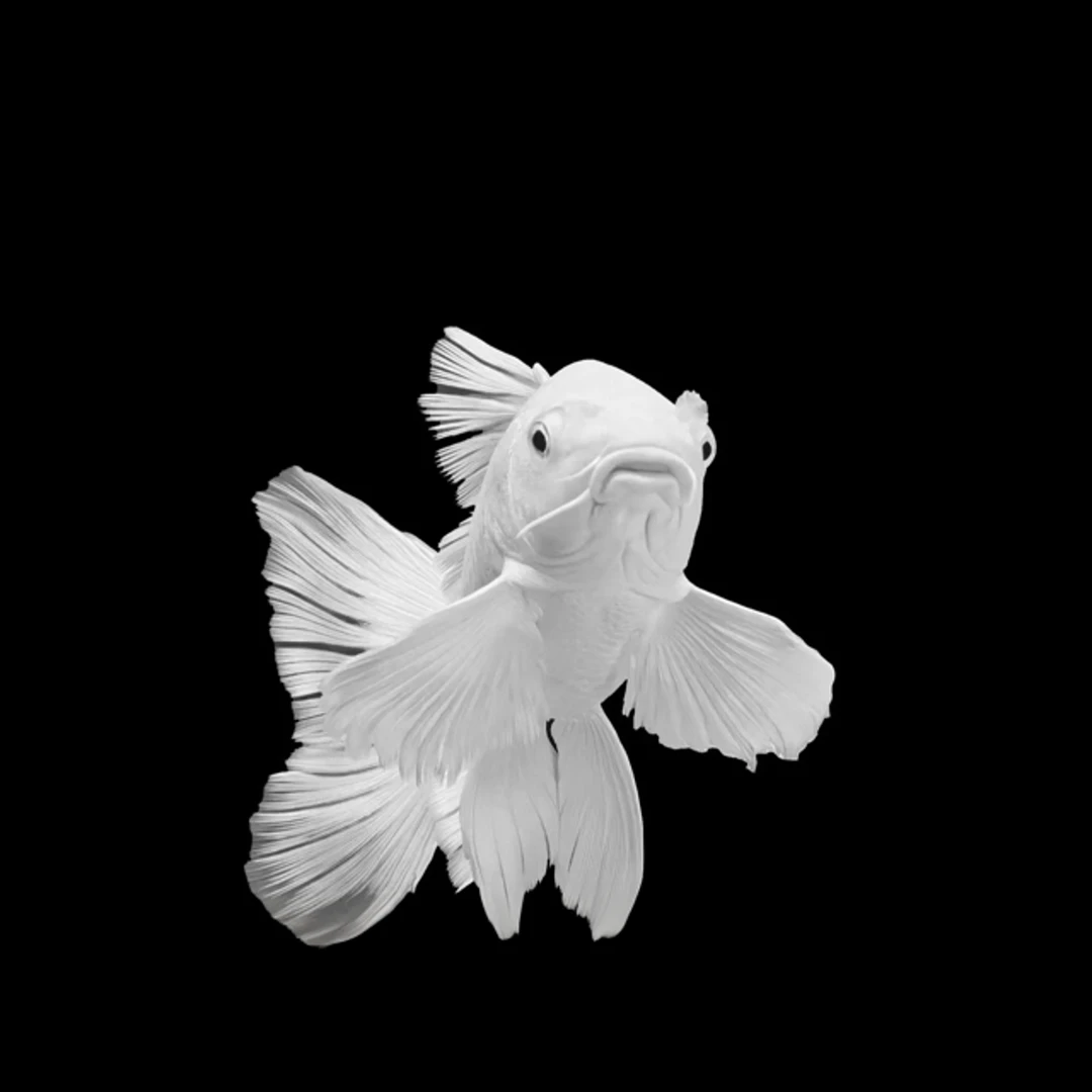 白蝴蝶鲤观赏鱼普身蝴蝶鲤圆手鳍满臀鳍大鳍大尾七针臀鳍蝴蝶鲤