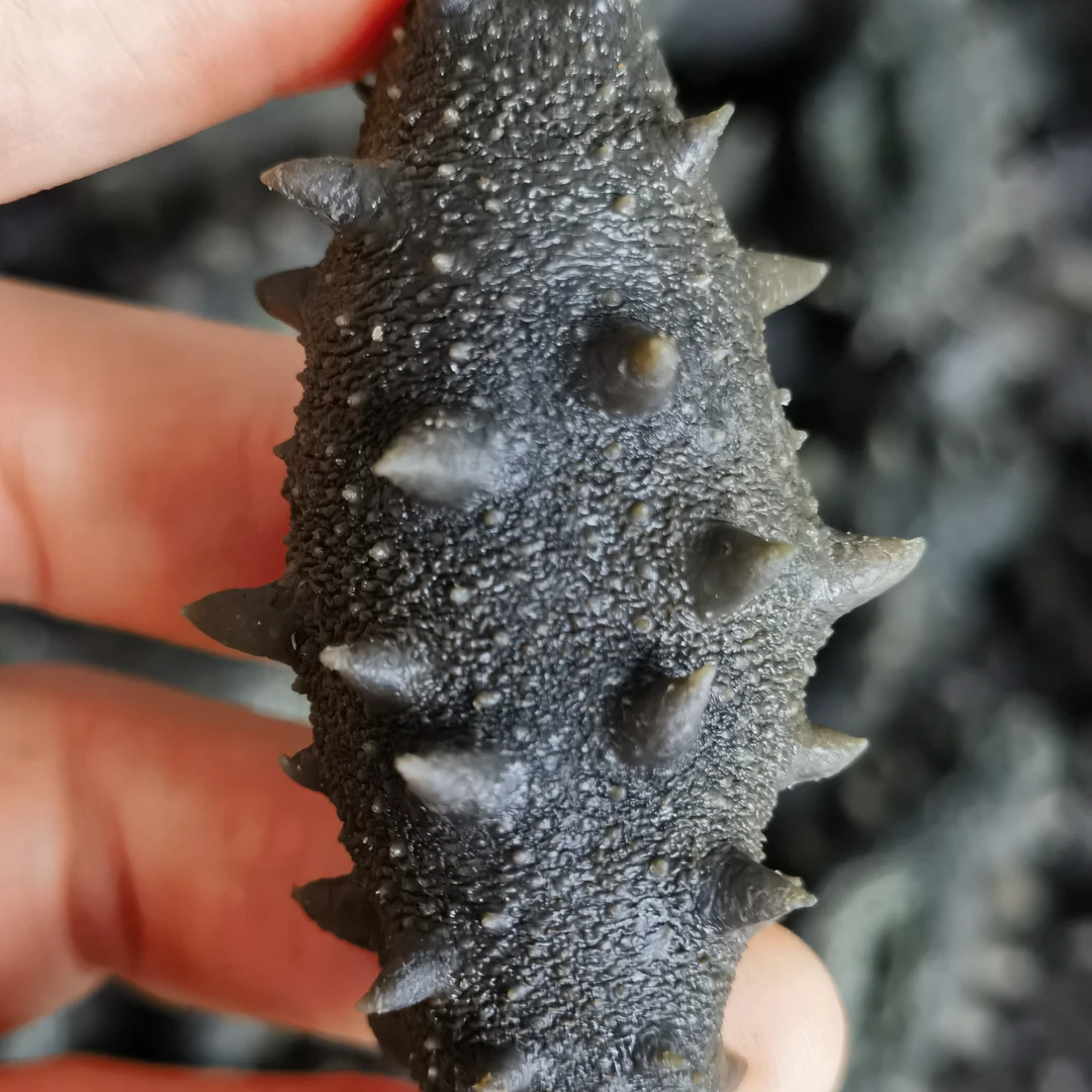 深海野生半干海参大规格20头-25头/500g