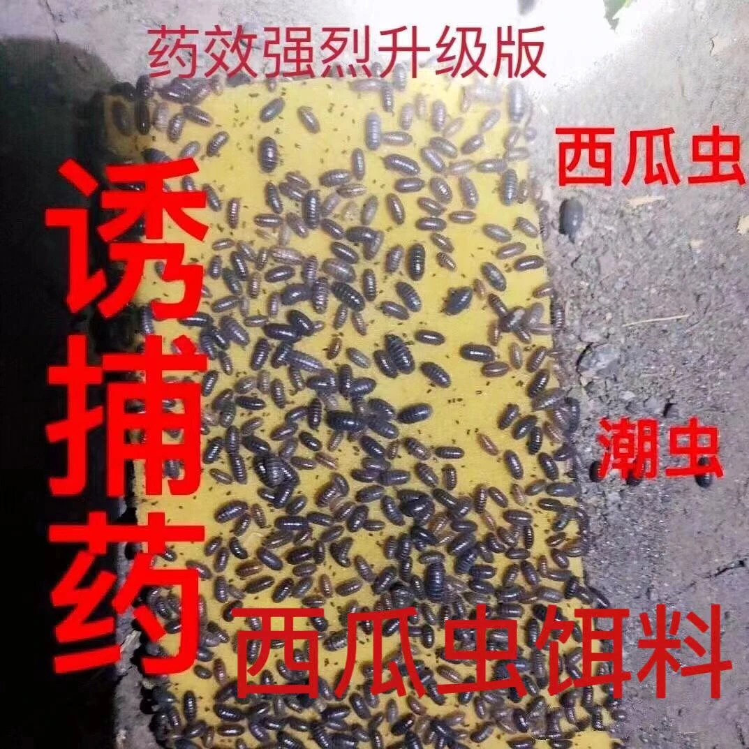 鼠妇虫饵料西瓜虫饵料潮湿虫饵料潮虫地鼠婆米汤虫湿湿虫饵料诱捕