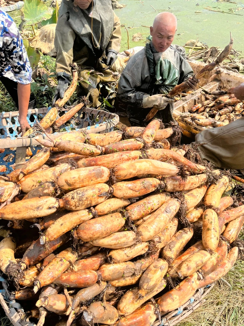 正宗洪湖莲藕粉藕湖北特产新鲜现挖煲汤粉糯炖汤赵胖子洪湖莲藕