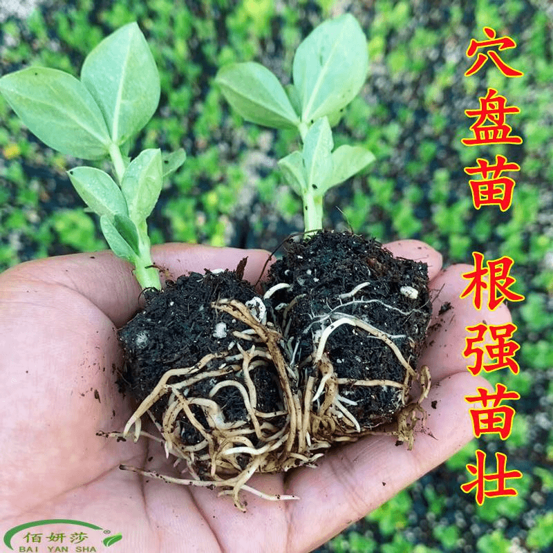 锦耀时光 蚕豆苗花生苗豌豆苗荷兰豆苗四季豆苗毛豆苗玉米苗阳台蔬菜种幼苗