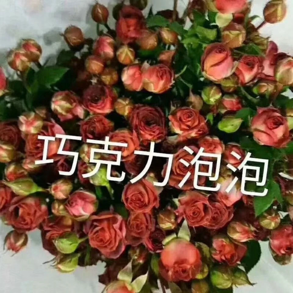 巧克力泡泡小苗中苗多头泡泡系列三颗小苗包邮