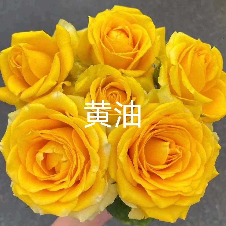 苏格兰黄油玫瑰花月季花苗特大切花盆栽四季灌木庭院阳台花卉植物