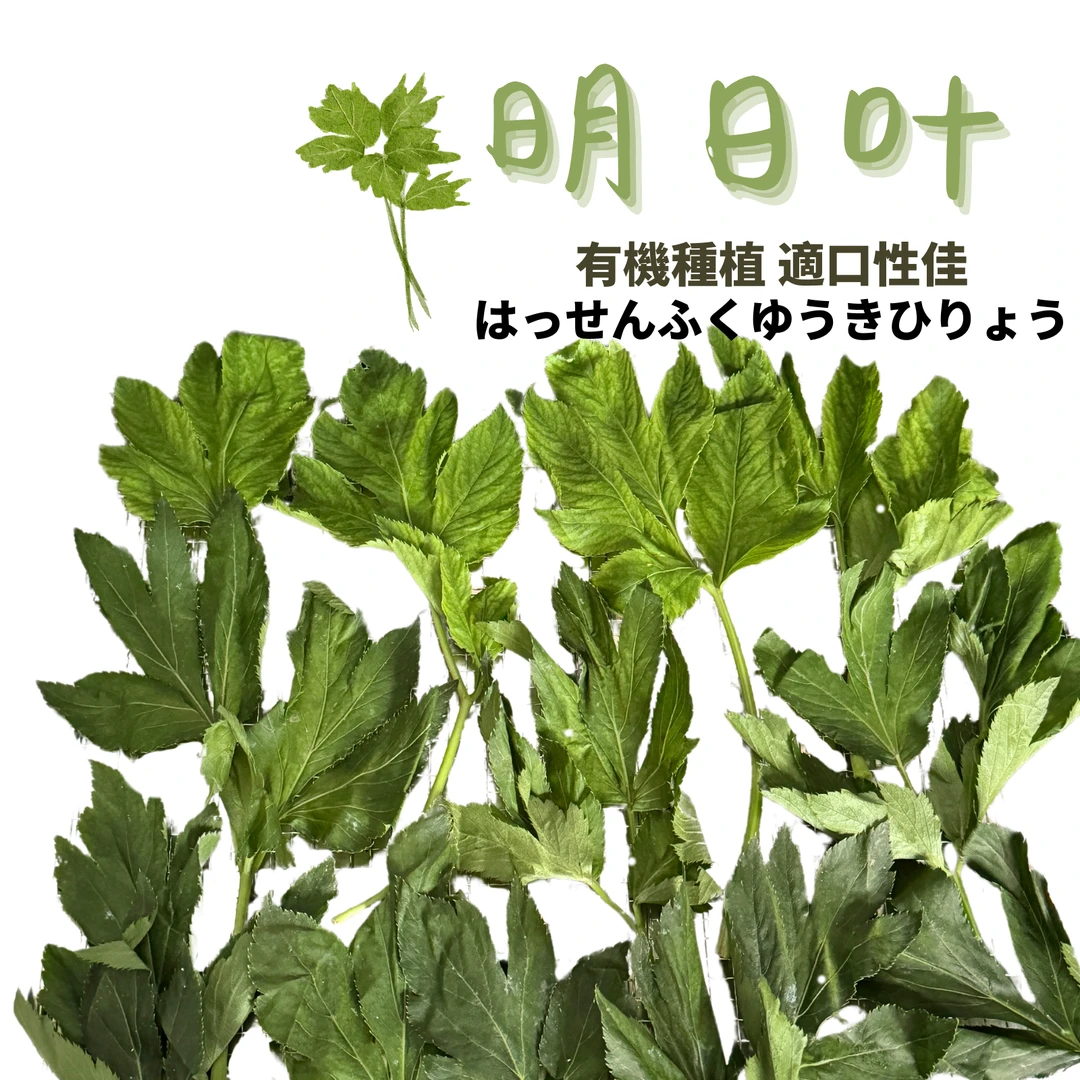有机明日叶| 优质保健草|兔兔豚鼠龙猫