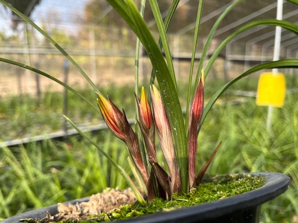 四川春兰红花浓香型花香四溢兰花朵朵香