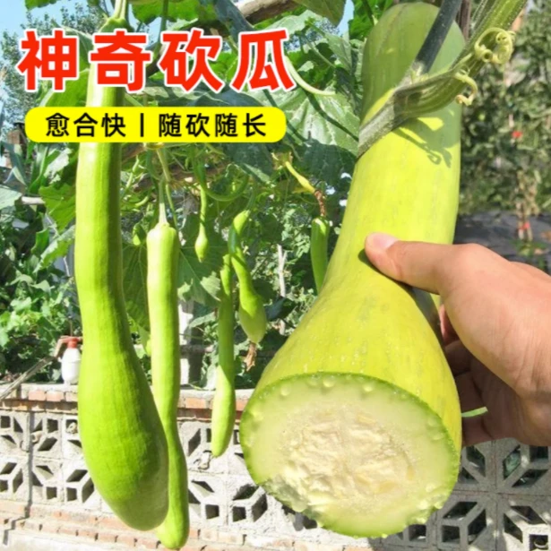 砍瓜种子农家大巨型南瓜庭院种植蔬菜种孑坎瓜