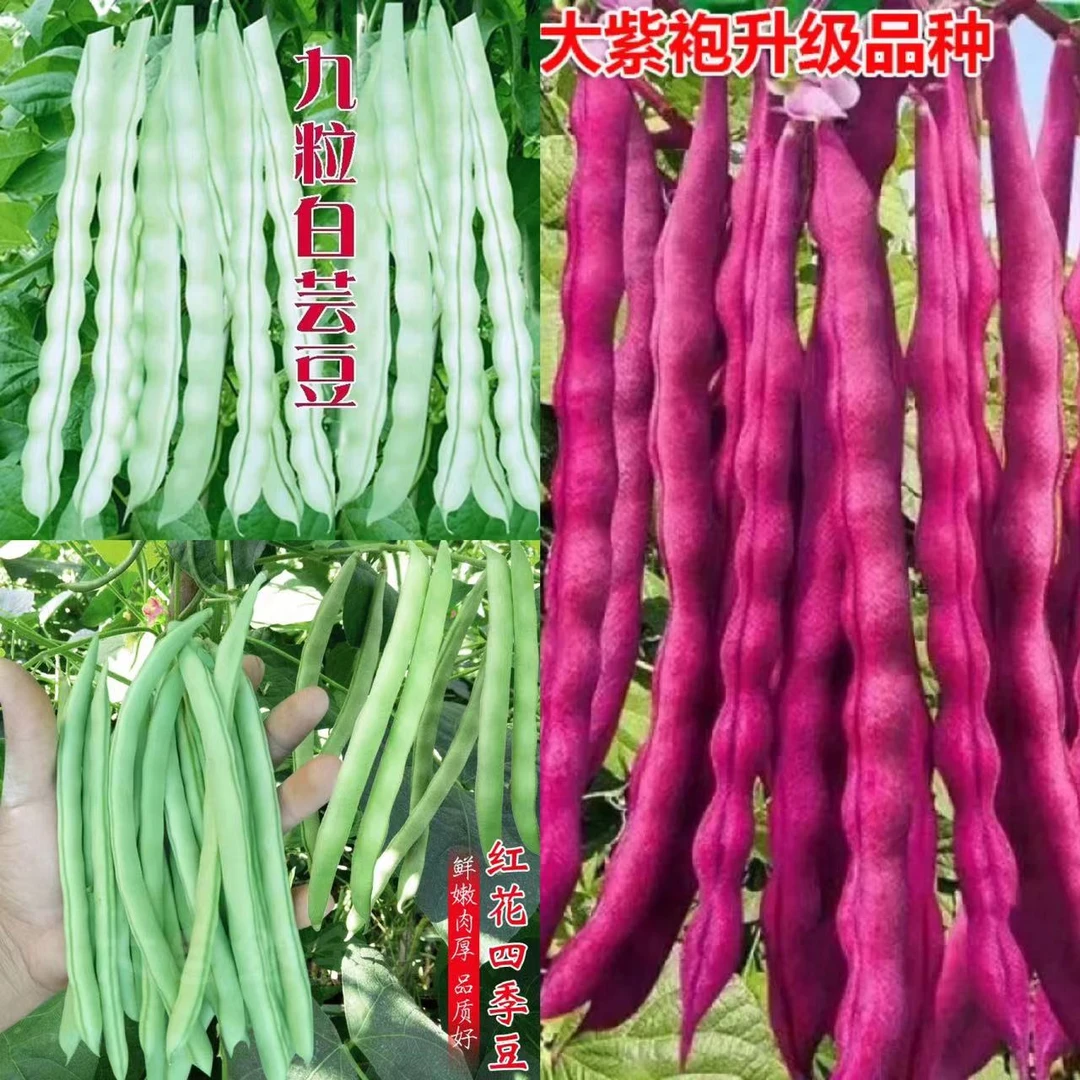 【拍三送一】豆角种子四季豆白芸豆红架豆无筋豆家庭种植蔬菜