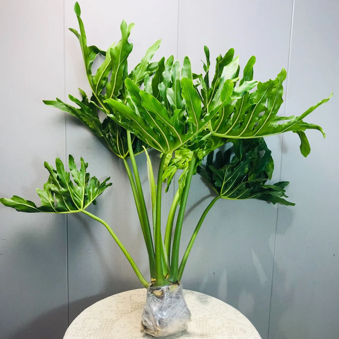 网红植物70-80公分左右老桩龙鳞春羽水培绿植室内客厅