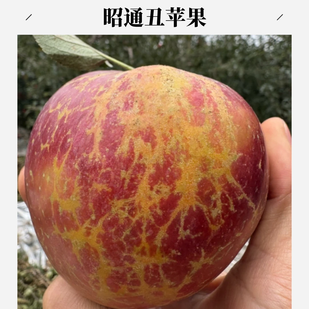 云南昭通丑苹果当季冰糖心现摘现发包邮九分甜一分酸