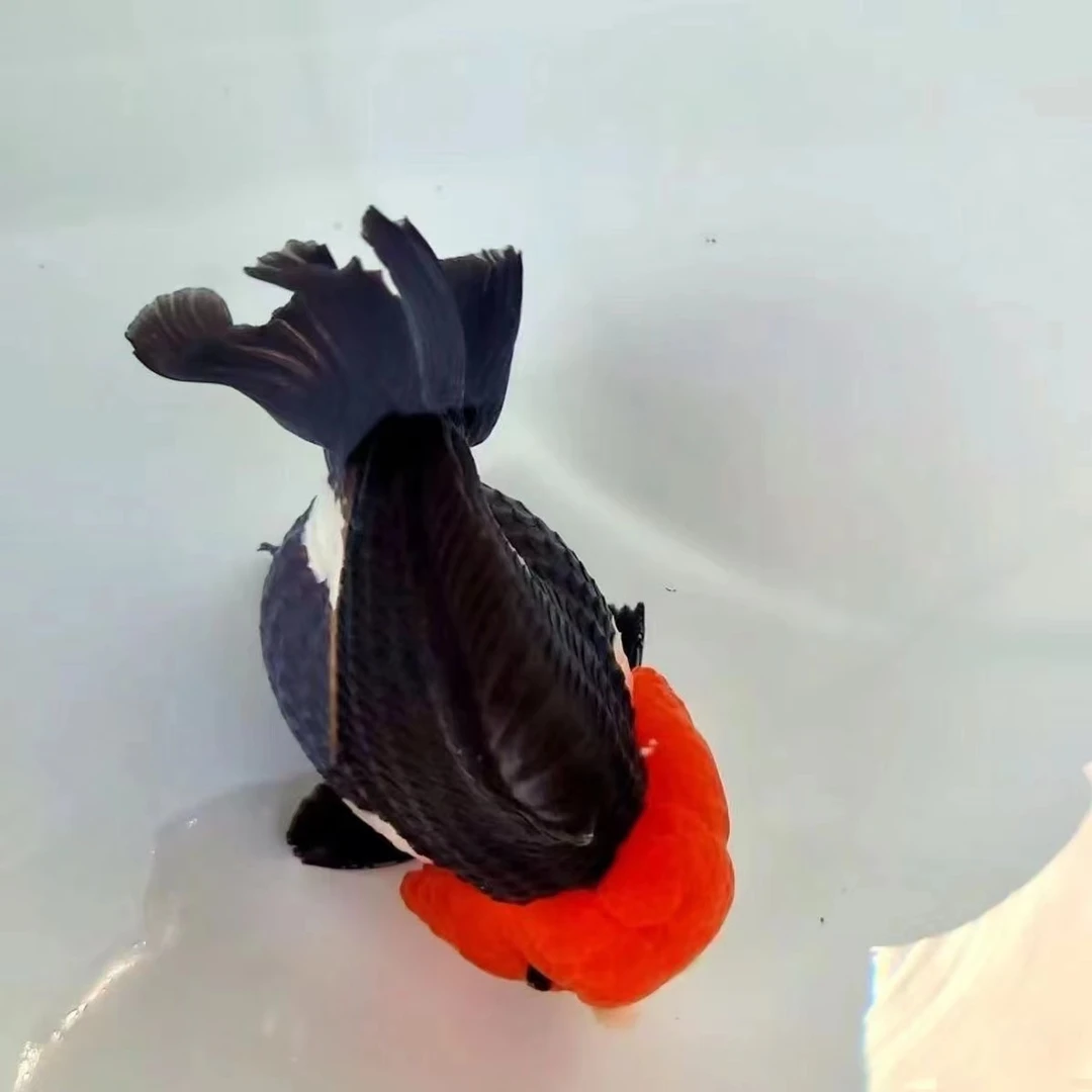 小金鱼直播鱼苗水族兰寿国玉兔饲养群养鱼发货活体养殖纯种鹤顶红