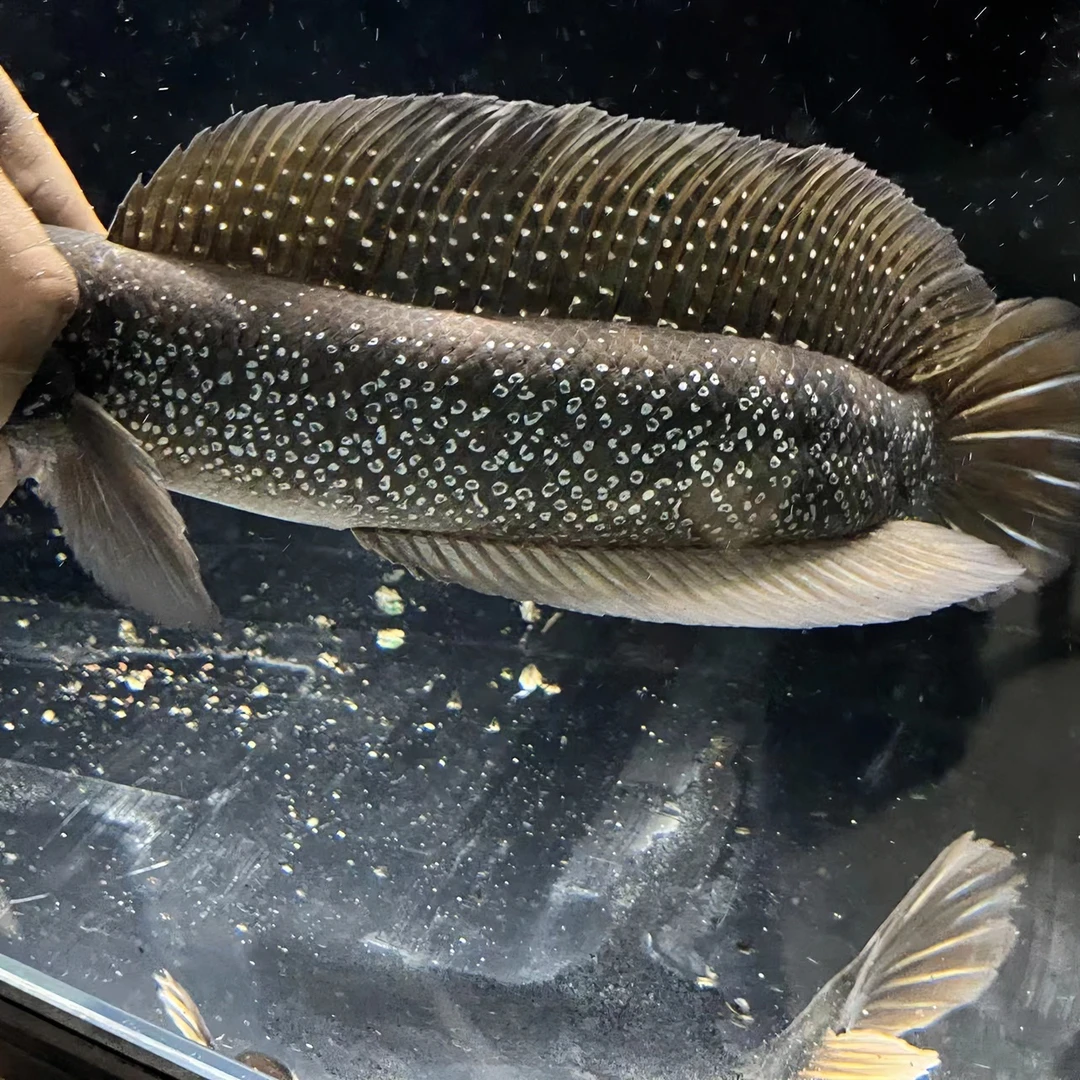 七星鱼淡水雷龙月鳢冷水鱼鲜活小型饲养殖观赏鱼凶猛国产原生鱼