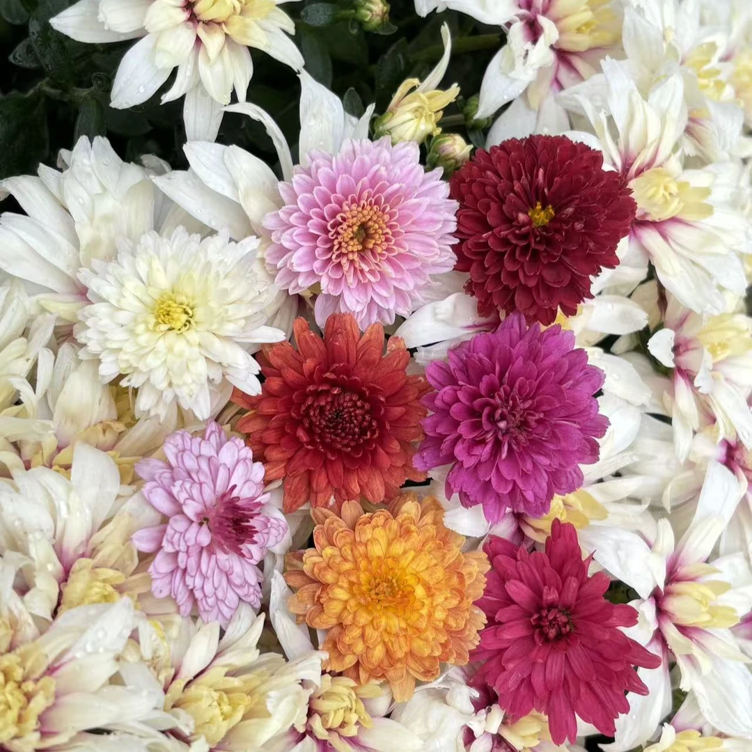 球菊福利爆款颜色多多可挑选【草莓心】