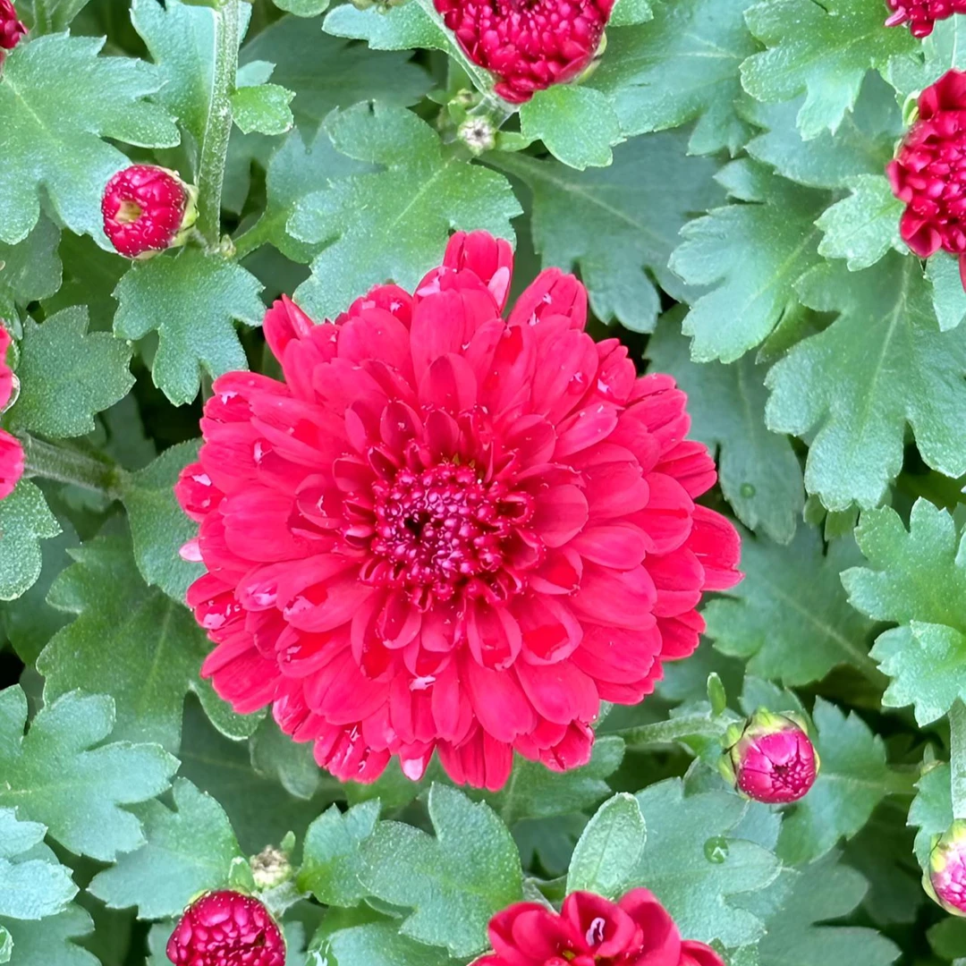 超大盆两加仑【玛瑙红】适合阳台地栽庭院新手小白易上手