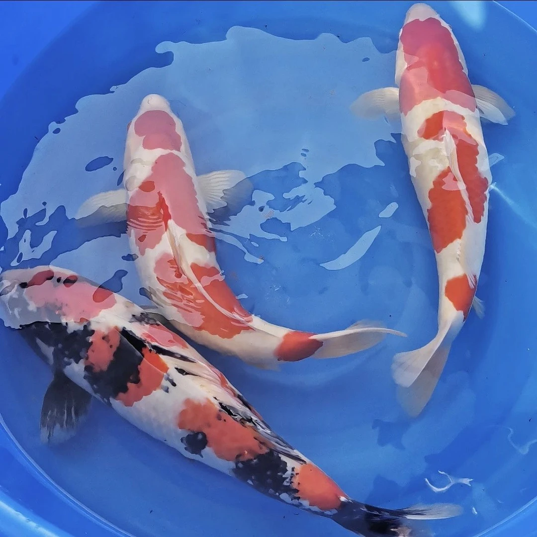 精品锦鲤鱼大鱼观赏鱼红白大正三色昭和绯写冷水淡水鱼好养