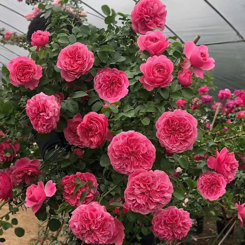 粉色达芬奇爬藤月季蔷薇花苗藤本月季特大花四季开花盆栽植物庭院