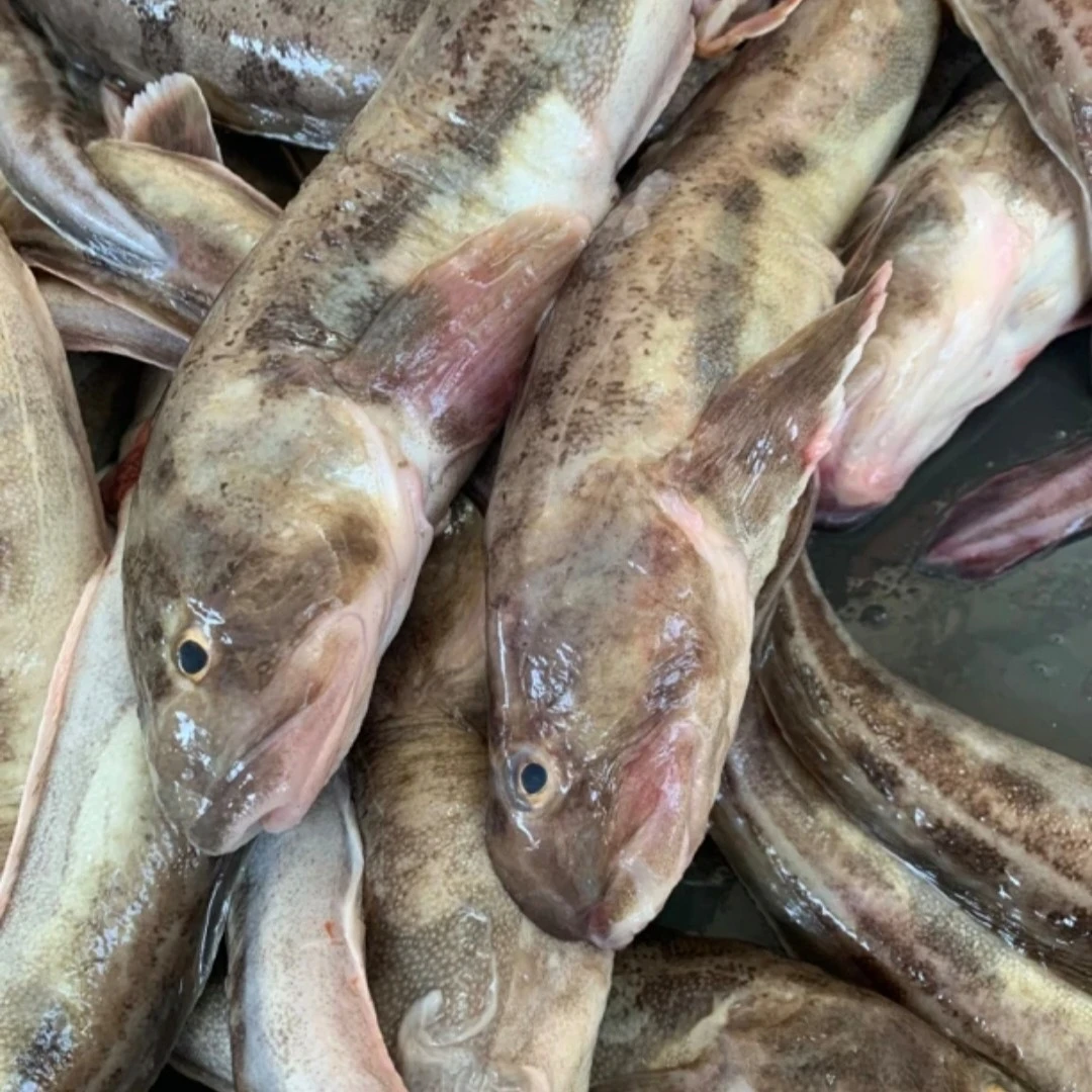 大连发货海鲶鱼顺丰4斤包邮冷冻发货（极个别破肚，介意勿拍）