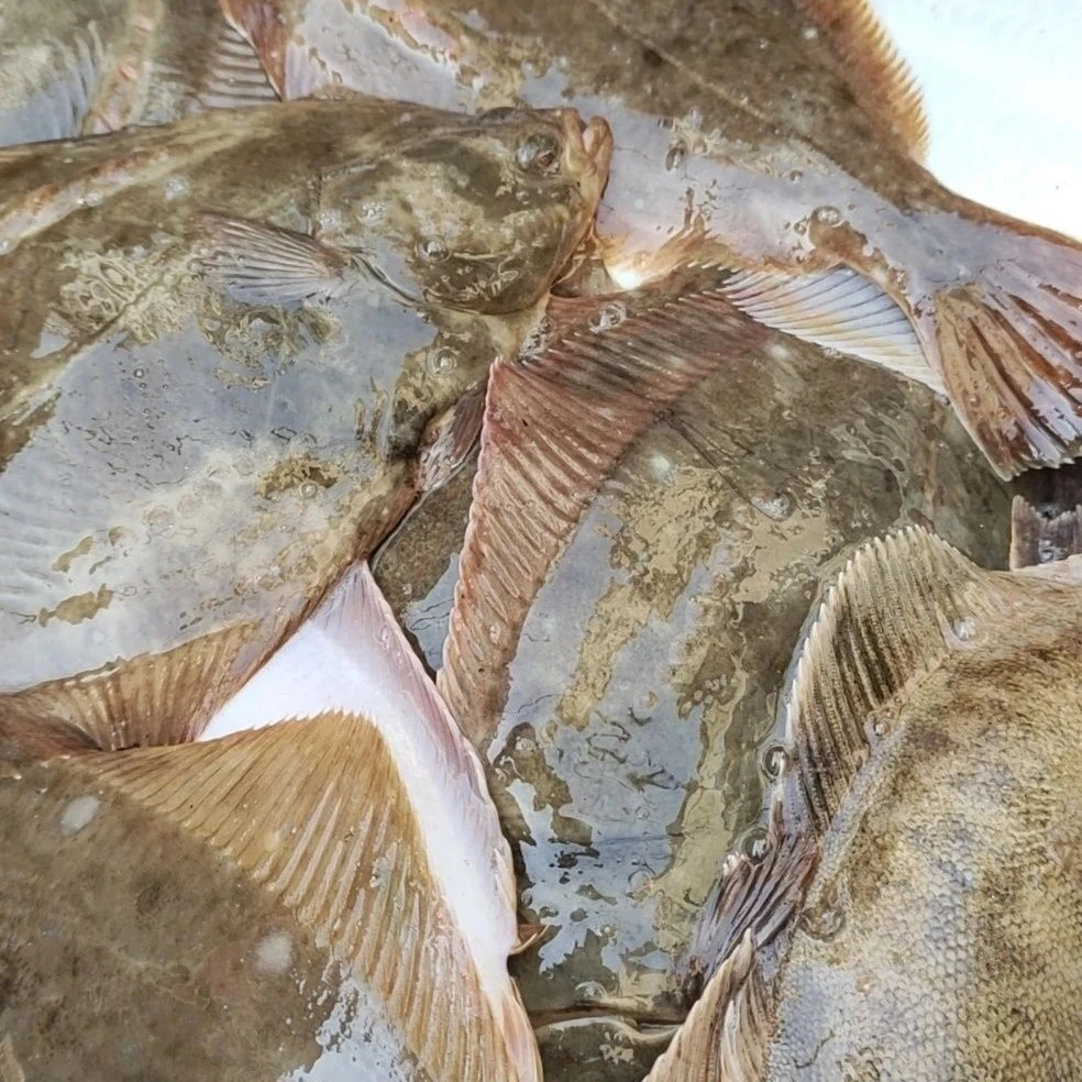 大连野生石浆鱼包邮冷冻发货