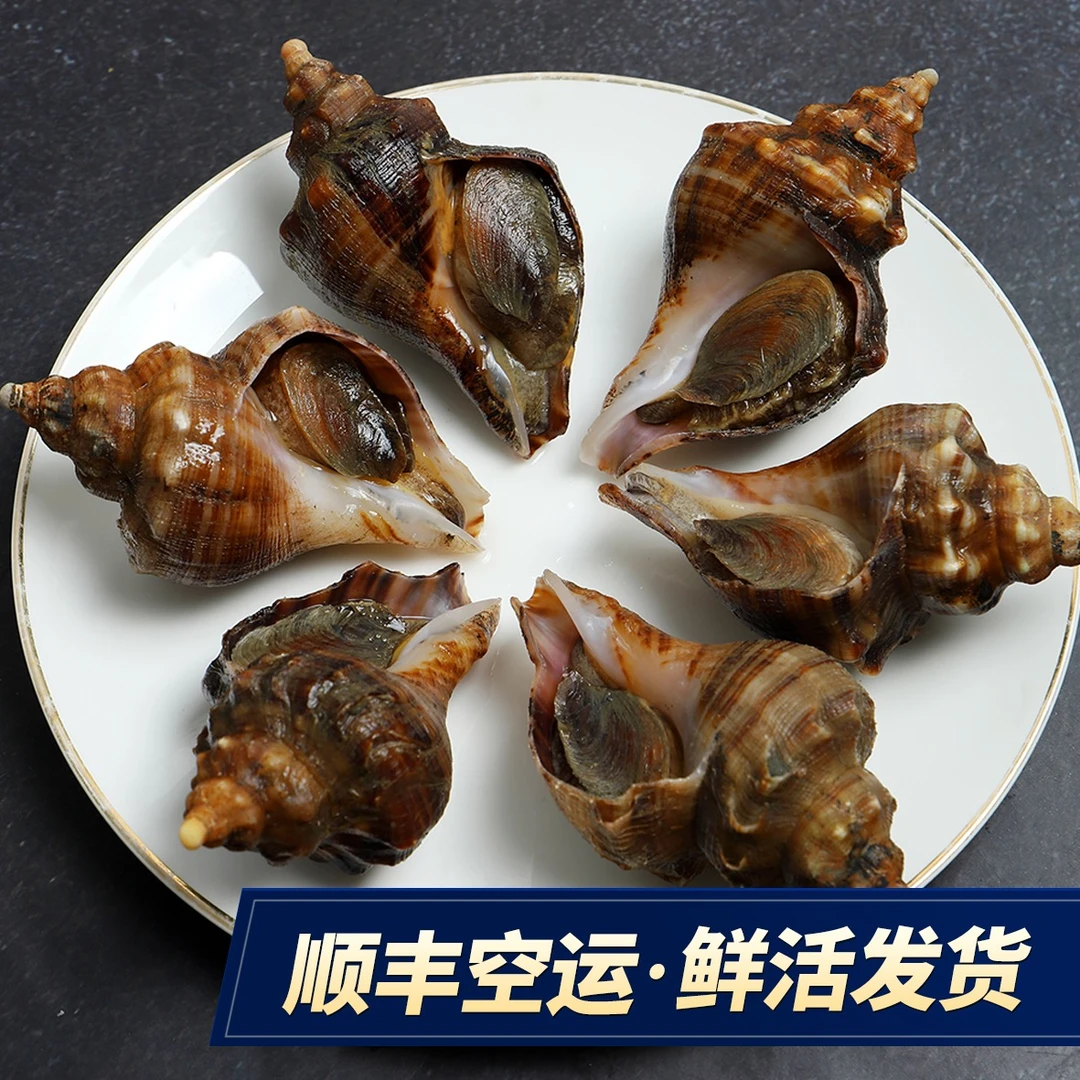 【小百海鲜】大连当地小海螺7-8个头保鲜保肥不包活