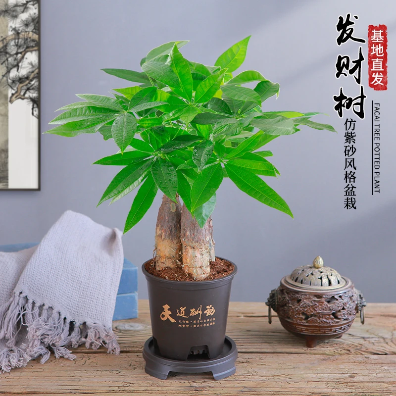 财源滚滚三杆发财树盆栽室内观叶耐旱易养活绿色盆栽【天道酬勤】